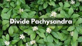 How To Divide Pachysandra  Groundcover For Shade amp Erosion Control [upl. by Anivlem]