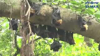 Thermoregulatory Behavior Scoring System for Indian Flying Foxes in Pakistan [upl. by Fleur453]