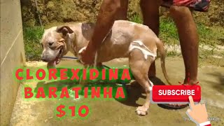 BANHO COM CLOREXIDINA DE 10 REAIS PARA TRATAMENTO DE PELE EM CACHORRO [upl. by Tannenwald]