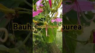 Bauhinia purpurea gardentree ornamentaltree farming telugu gardentree agriculture [upl. by Suidaht234]