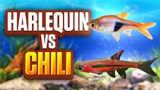 Harlequin Rasboras Vs Chili Rasboras  Whats The Best Fish For Your Aquarium [upl. by Ferreby]