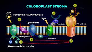 Electron Transport System  Photophosphorylation  Photolysis of Water [upl. by Annelise402]