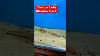 Denison Barbs Fish Roseline Shark  Radiant fish world  Coxs Bazar 🇧🇩  BD [upl. by Lehcyar]