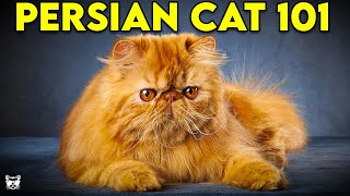 PERSIAN CAT 101  Everything You Need To Know About Persian Cats [upl. by Anivlek215]