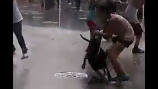 Pitbull ataca a niña en Iztacalco [upl. by Karita]