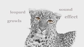 The Animal Sounds 🐆 Leopard Growls  Sound Effect  Animation [upl. by Ahseik581]