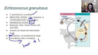 Echinococcus granulosus parsitology  hydatid cyst  morphology of hydatid cyst [upl. by Yahc]