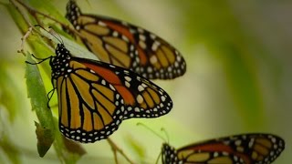 Manchaca Monarchs [upl. by Upton649]