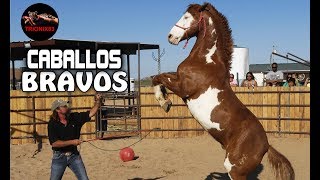 EL CABALLO MAS BRAVO DEL MUNDO – Los Caballos mas peligrosos del mundo [upl. by Alyahsat]