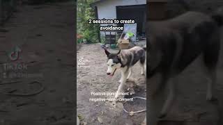 Shock collar use to create avoidance in husky dogs pettraining dogtrainer doglife [upl. by Salesin530]