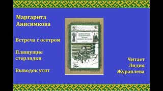 Маргарита Анисимкова Рассказы Встреча с осетром Пляшущие стерлядки Утиный выводок [upl. by Phio]