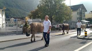 Alpabzug Glarus Schweiz 🇨🇭🐮🇨🇭 [upl. by Jari]