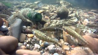 Eurasian minnow Phoxinus phoxinus Underwater UK [upl. by Aneroc]