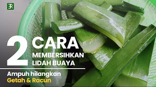 2 Cara Menghilangkan Getah dan Racun Lidah Buaya [upl. by See878]