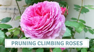 David Austin Climbing Roses  How To Prune Roses  James Galway Rose [upl. by Leddy]