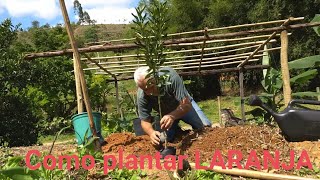 como plantar laranja para colher frutos mais rápido [upl. by Dhumma]