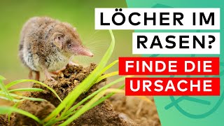 Löcher im Rasen 🐁🦔 Finde die tierischen Verursacher [upl. by Eatton]