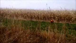 Pheasant Hunting Public Land Northwest IL [upl. by Einna]