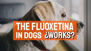 FLUOXETINE can help YOUR DOG with ANXIETY🐶 [upl. by Iggie]