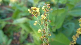 Mutant Conjoined Stem Verbascum [upl. by Ahsinwad275]