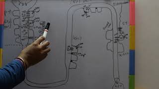 REABSORPTION OF SODIUM IN NEPHRON [upl. by Tedi748]