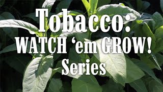 Tobacco WATCH EM GROW Series 3  Big amp Burley Burleys plus transplants [upl. by Nelie]