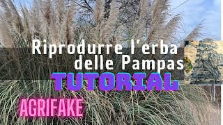 RIPRODURRE L’ERBA DELLE PAMPAS Cortaderia selloana [upl. by Akila]