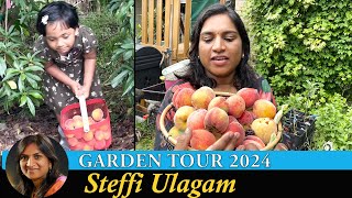 Steffi Ulagam Garden Tour 2024  Harvesting Fruits from our Home Garden  Garden Vlog in Tamil [upl. by Hepsiba390]