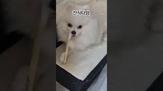 간식먹는 루피 day 강아지 pomeranian puppies 강아지브이로그 강아지일상 루피 반려견 子犬 포메라니안 [upl. by Orgalim]