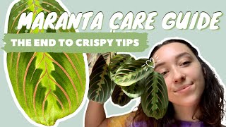 MARANTA PLANT CARE  PROPAGATION  prayer plant tips [upl. by Kristen]