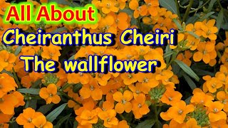 How To Grow And Care Cheiranthus CheriiWallflowerवॉलफ्लावर को कैसे उगाए और उसकी देखभाल HindiV139 [upl. by Adnuahs]