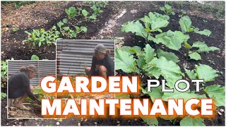 GARDEN PLOT MAINTENANCE l Backyard Gardening l FoodPH Atbp [upl. by Eineg197]