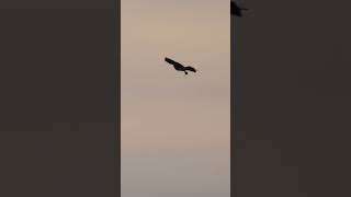 Harrier Handoff  Minute of Wildlife birds wildlife nature [upl. by Annaul]