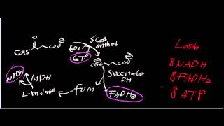 Biochemistry  δaminolevulinic acid δALA Synthase [upl. by Eiramnwad]