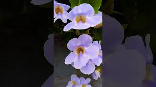 Discover the Beauty of Bengal Clockvine Nature’s Blue Masterpiece 🌿💙 youtubeshorts gardening [upl. by Rad160]