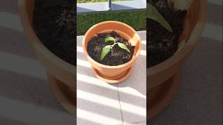 Baby Plants shorts plants seeds [upl. by Brinna149]