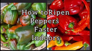 How to Ripen Peppers Faster Indoors [upl. by Urban900]