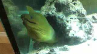 Green Moray Eel Feeding [upl. by Maible]