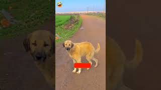 সেই নাচ 🤣😂 funny comedy shorts comedyvideos fun funnyvideo meme dance funnydogs animals [upl. by Laurella]