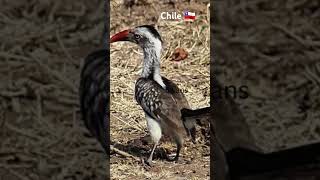 Chile landscape and beautiful birds [upl. by Ennire450]