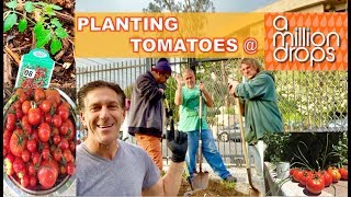 Tomato Growing Tips  A Million Drops  At Risk Youth amp Homeless Shelter Los Angeles [upl. by Yssak713]