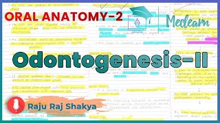 Oral Anatomy2 OdontogenesisII  Bell stage and Root formation  Histo Diagrams  MEDLEARN [upl. by Anaiek428]