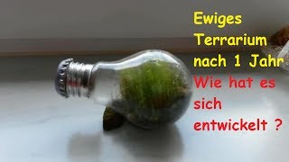 Ewiges Terrarium ein Jahr später – Wie hat es sich nach einem Jahr  1  entwickelt [upl. by Iramat96]