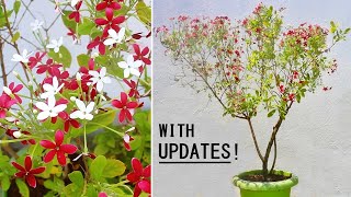 Watch HOW To Grow Rangoon CREEPER Like a TREE [upl. by Sivla266]