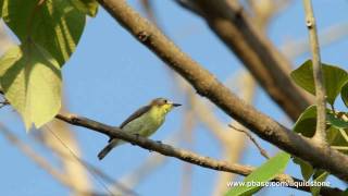 A Singing Flyeater [upl. by Naut]