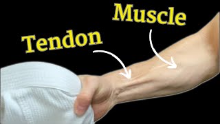 Grip Strength for Grapplers Muscles vs Tendon  Science Explained [upl. by Zerimar]