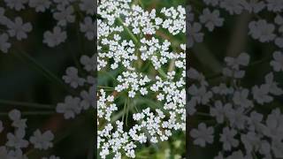 Wild carrot flower Camera Action TO BE CONTINUED [upl. by Jory]