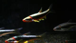 Blackside Dace at CFI 2011 [upl. by Annasoh]