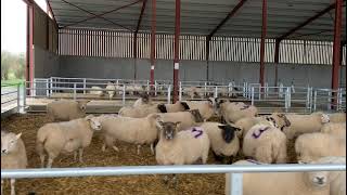 Brand New Sheep Shed Co Laois  Condon Engineering [upl. by Naujaj]