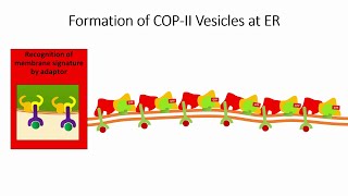 Vesicle Trafficking in Cells 2 Selection of the Membrane for Vesicle Formation [upl. by Buckie]